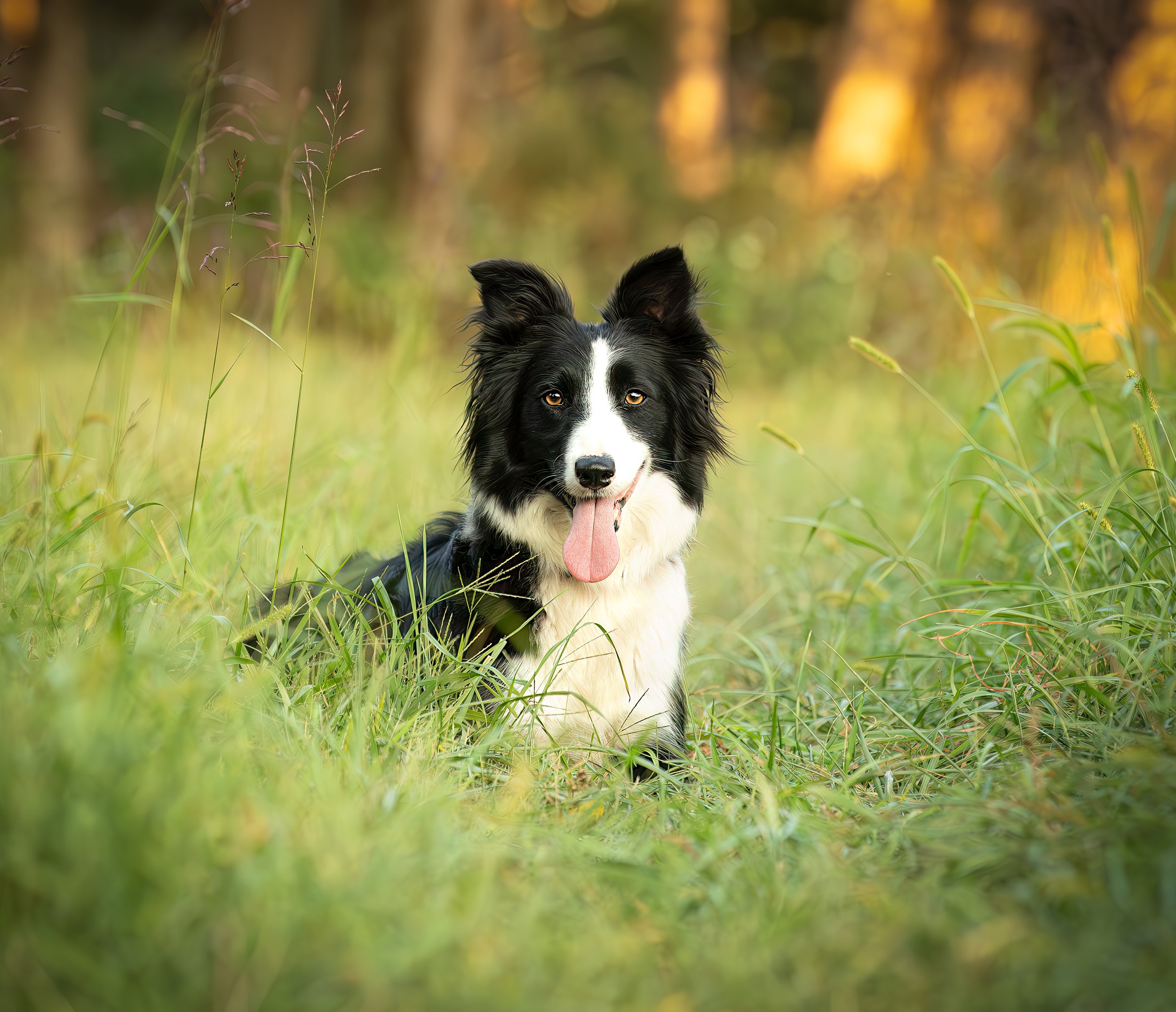 Collies — Seven Cedars Farm